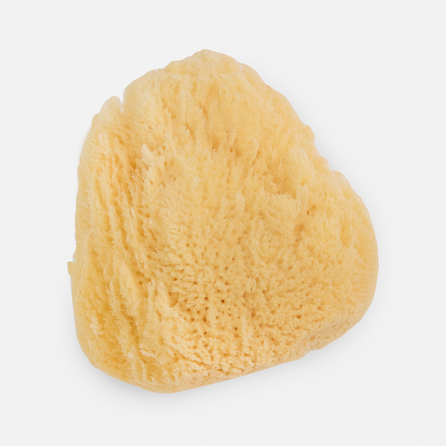 Natural Sea Sponges: Large
