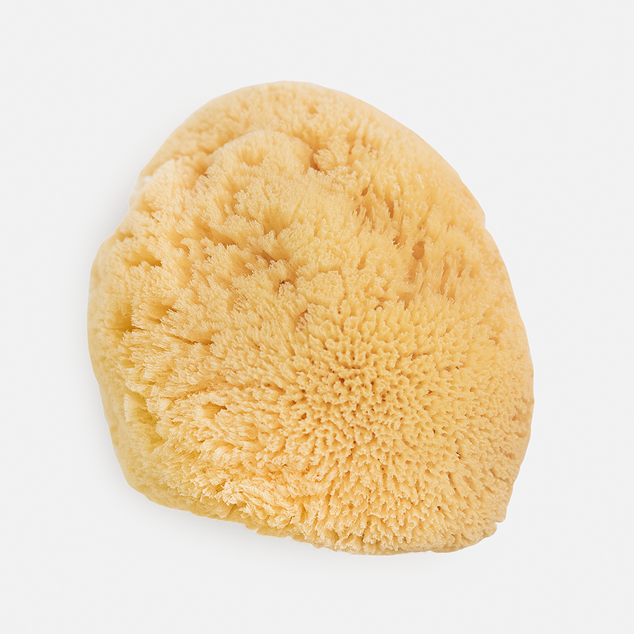 Natural Sea Sponges: Large