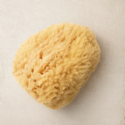 Natural Sea Sponges: Large